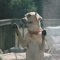 Phifer PetScreen Mesh